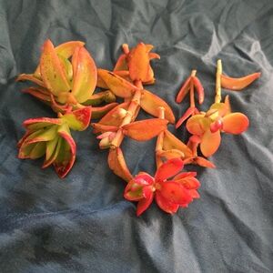Four 2"-4" Long Colorful Orange-Red Camp Fire Succulent Cuttings